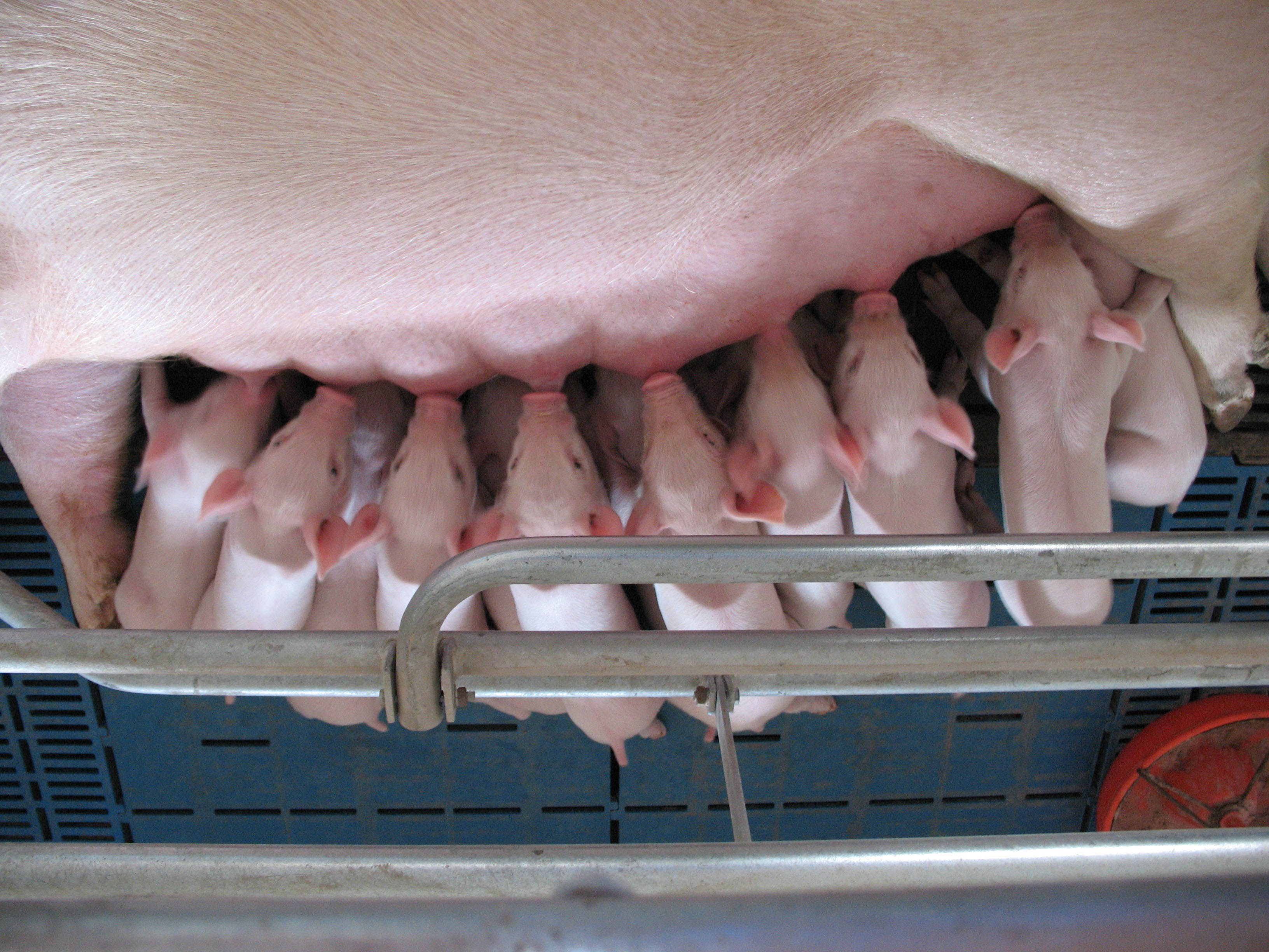 新高产法系种猪