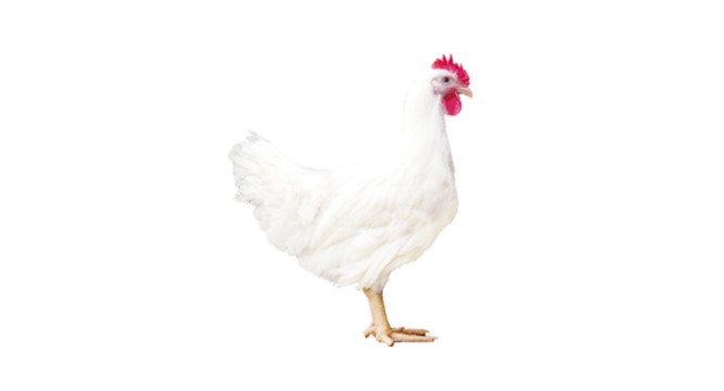 NG娱乐相信品牌力量官网 909 商品代鸡苗