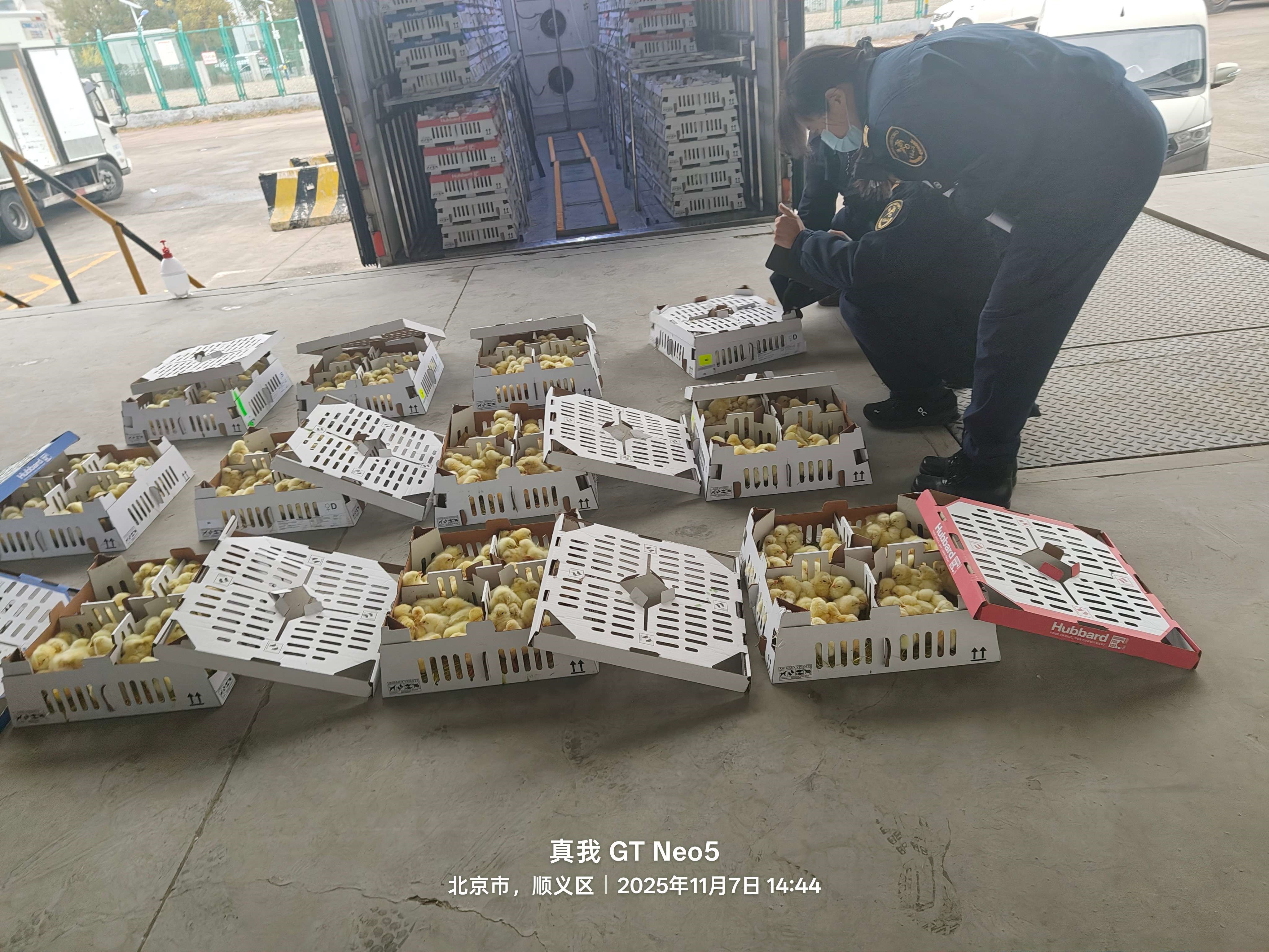 【引种】NG娱乐相信品牌力量官网股份年内第十四批祖代种鸡顺遂入境 累计引种占天下近半